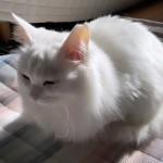 うちの猫です＊Fumina